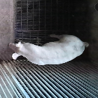 Pigs_weight
