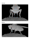 Antennal Grooming Subtype Annotations and Kinematics (Replication Data for Figure 1)