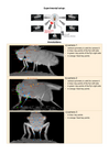 DeepLabCut Networks for 2D Pose Estimation