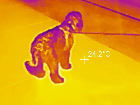 Dogs thermal images set1