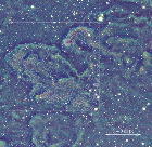 Deep-IR images of selected regions in Perseus