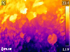 Replication Data for: Monitoring the water stress of an indoor living wall system using the “triangle method”