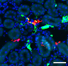Replication Data for: Fate-mapping of erythropoietin-producing cells in mouse models of hypoxaemia and renal tissue remodeling reveals repeated recruitment and persistent functionality