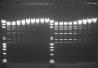 Figure 1 Biochemical analyses of PaqCI cleavage activity