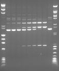 Figure 2 Time-dependent digestion of plasmids with two PaqCI target sites indicate a sequential cleavage profile
