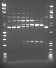 Figure S5 Plasmids with two PaqCI target sites show potential sequential cleavage when trans oligo enhancer is added