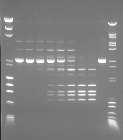Figure 8 Time-dependent digestion of plasmids with four PaqCI target sites indicate a sequential cleavage at individual sites