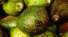 Imperfect Avacado: An open image dataset of imperfect Avocados for successful automated recognition and sorting based on produce visual characteristics.