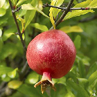 Good Pomegranate: An open image dataset of good Pomegranates for machine vision enabled automated grading based on produce visual characteristics.