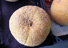 Good Cantaloupe: An open image dataset of good Cantaloupes for machine vision enabled automated grading of produce based on visual characteristics.