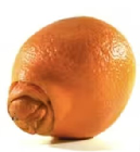Imperfect Orange: An open image dataset of imperfect Oranges for machine vision enabled grading of produce based on visual characteristics.