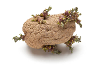 Bad Potato: An open image dataset of bad Potatoes for machine vision enabled automated grading of produce based on visual characteristics.