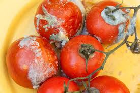 Bad Tomato: An open image dataset of bad Tomatoes for machine vision enabled automated grading of produce based on visual characteristics.