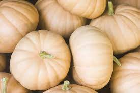 Good Pumpkin: An open image dataset of good Pumpkins for machine vision enabled automated grading of produce based on visual characteristics.