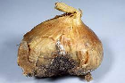 Bad Onion: An open image dataset of bad Onions for machine vision enabled automated grading of produce based on visual characteristics.