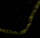 Imputing Single-Cell Protein Abundance in Multiplexed Tissue Imaging Raw Data