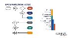 DEL segmentation