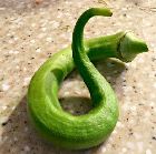 Imperfect Okra: An open dataset of imperfect Okra images for training machine vision algorithms for automated recognition and sorting based on produce visual characteristics.
